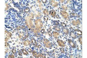 Image no. 3 for anti-Guanine Nucleotide Binding Protein (G Protein), beta Polypeptide 1-Like (GNB1L) (C-Term) antibody (ABIN202254)