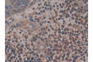 Figure. (Cytochrome C Antikörper  (AA 5-100))