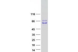 Western Blotting (WB) image for Poly(A) Binding Protein Interacting Protein 1 (PAIP1) (Transcript Variant 2) protein (Myc-DYKDDDDK Tag) (ABIN2728165)