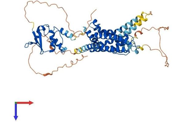 Kv1.6/KCNA6 Protein (AA 1-529) (His tag)