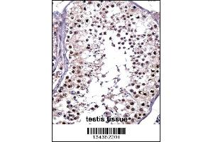 PTPRE Antibody immunohistochemistry analysis in formalin fixed and paraffin embedded human testis tissue followed by peroxidase conjugation of the secondary antibody and DAB staining. (PTPRE Antikörper  (N-Term))