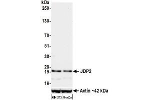 Western Blotting (WB) image for anti-Jun Dimerization Protein 2 (JDP2) (AA 50-100) antibody (ABIN7795635) (Rekombinanter JDP2 Antikörper  (AA 50-100))