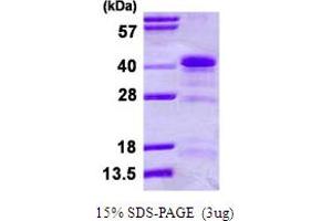 Image no. 1 for Heterogeneous Nuclear Ribonucleoprotein A1 (HNRNPA1) (AA 1-320) protein (His tag) (ABIN668023)