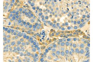 ABIN6262019 and ABIN6279471 at 1/100 staining Mouse testis tissue by IHC-P. (GNG3 Antikörper  (N-Term))