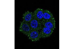 Confocal immunofluorescent analysis of TRSS3 Antibody (Center) (ABIN390923 and ABIN2841125) with hela cell followed by Alexa Fluor 488-conjugated goat anti-rabbit lgG (green). (TMPRSS3 Antikörper  (AA 272-300))