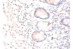 Immunohistochemistry of paraffin-embedded human small intestine tissue using ABIN7147776 at dilution of 1:50 (CNTF Antikörper  (AA 4-196))