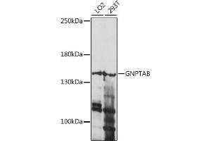 Western blot analysis of extracts of various cell lines, using GNPTAB antibody (ABIN7268770) at 1:1000 dilution. (GNPTAB Antikörper  (AA 42-350))
