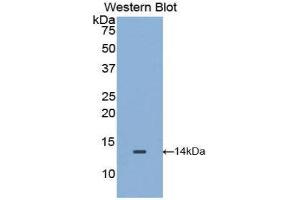 Western Blotting (WB) image for anti-Macrophage Migration Inhibitory Factor (Glycosylation-Inhibiting Factor) (MIF) (AA 4-112) antibody (ABIN1859826) (MIF Antikörper  (AA 4-112))