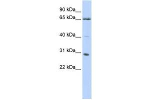 Western Blotting (WB) image for anti-Grainyhead-Like 1 (GRHL1) antibody (ABIN2457923) (GRHL1 Antikörper)
