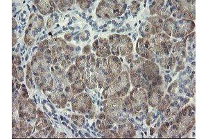 Immunohistochemical staining of paraffin-embedded Human pancreas tissue using anti-RFC2 mouse monoclonal antibody. (RFC2 Antikörper)