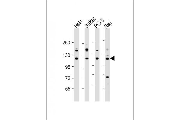 REST antibody  (AA 542-570)