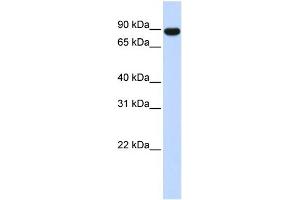 WB Suggested Anti-AKAP8 Antibody Titration: 0. (AKAP8 Antikörper  (Middle Region))