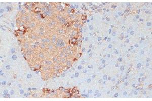 Immunohistochemistry of paraffin-embedded Mouse pancreas using PTPRN2 Polyclonal Antibody at dilution of 1:100 (40x lens). (PTPRN2 Antikörper)