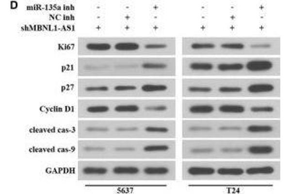 Cyclin D1 anticorps  (AA 96-295)
