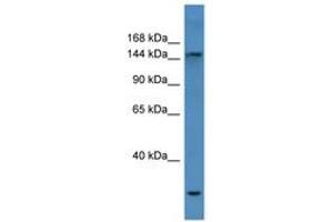Image no. 1 for anti-Collagen, Type IV, alpha 3 (COL4A3) (AA 375-424) antibody (ABIN6746738)
