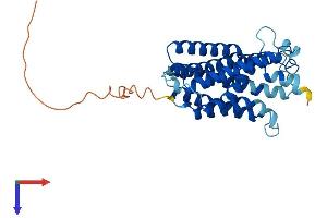 CLN6 Protein (AA 1-311) (His tag)