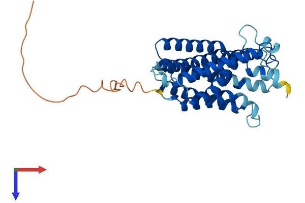 CLN6 Protein (AA 1-311) (His tag)