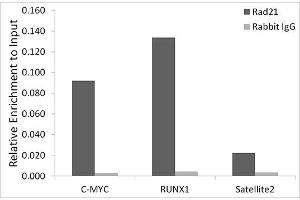 Chromatin immunoprecipitation analysis of extracts of A-549 cells, using Rad21 antibody (ABIN7269821) and rabbit IgG. (RAD21 Antikörper)