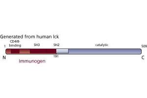 Image no. 3 for anti-Lymphocyte-Specific Protein tyrosine Kinase (LCK) (AA 1-191) antibody (ABIN967742)