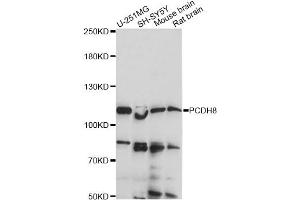 Western blot analysis of extracts of various cell lines, using PCDH8 antibody (ABIN6290811) at 1:1000 dilution.