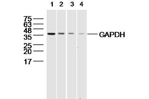 294T cell lysates probed with different dilutions of GAPDH Polyconal Antibody . (GAPDH Antikörper  (AA 1-335))