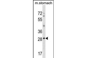GSC Antibody (N-term) (ABIN1539330 and ABIN2850173) western blot analysis in mouse stomach tissue lysates (35 μg/lane). (GSC Antikörper  (N-Term))