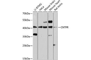 Western blot analysis of extracts of various cell lines, using CNTFR antibody (ABIN3016491, ABIN3016492, ABIN3016493 and ABIN6219761) at 1:3000 dilution. (CNTF Receptor alpha Antikörper  (AA 190-340))