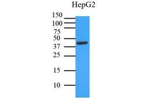 Western Blotting (WB) image for anti-Mitogen-Activated Protein Kinase 1 (MAPK1) (AA 1-360), (N-Term) antibody (ABIN492382)