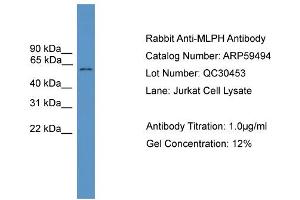 WB Suggested Anti-MLPH  Antibody Titration: 0.