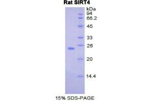SDS-PAGE (SDS) image for Sirtuin 4 (SIRT4) (AA 60-255) protein (His tag) (ABIN2122094) (SIRT4 Protein (AA 60-255) (His tag))