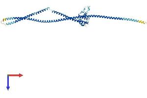 NUF2 Protein (AA 1-463) (His tag)