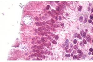 Anti-DAXX antibody IHC staining of human small intestine. (DAXX Antikörper  (AA 634-683))