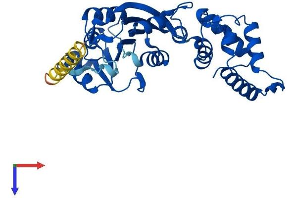 DIMT1 Protein (AA 1-313) (His tag)