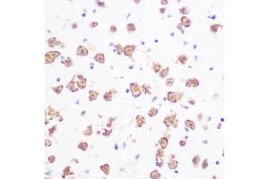 Immunohistochemistry of paraffin-embedded mouse brain using SRSF1/SRSF1/SF2/ASF Rabbit mAb (ABIN7270213) at dilution of 1:100 (40x lens). (SRSF1 Antikörper)