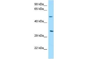 WB Suggested Anti-DPAGT1 Antibody Titration: 1. (DPAGT1 Antikörper  (C-Term))