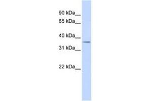 Image no. 1 for anti-Tripartite Motif Containing 69 (TRIM69) (AA 36-85) antibody (ABIN6742519)
