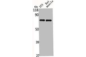 Western Blot analysis of NIH-3T3 RAT-MUSCLE cells using HSP A9 Polyclonal Antibody (HSPA9 Antikörper  (C-Term))