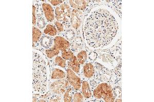 Immunohistochemical analysis of paraffin-embedded human kidney tissue using (ABIN392864 and ABIN2842279) performed on the Leica® BOND RXm. (DUSP6 Antikörper  (AA 58-89))