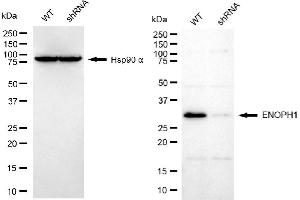 Western blotting analysis using ENOPH1 antibody (ABIN7798452). (MASA Antikörper)
