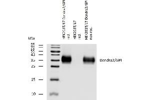 Western blotting analysis of Dendra2/GPI fusion protein using rabbit polyclonal antibody PAb (836) on lysates of HEK293T/17 cells transfected with Dendra2/GPI construct, reducing and non-reducing conditions.