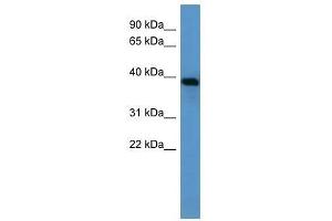 Ambp antibody used at 0. (AMBP Antikörper  (N-Term))