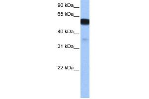 WB Suggested Anti-NHEDC1 Antibody Titration: 0. (NHEDC1 Antikörper  (N-Term))
