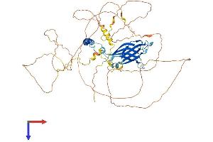 RAB11FIP1 Protein (AA 1-645) (His tag)