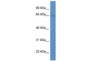 SYTL1 Antikörper  (N-Term)