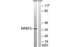 Western blot analysis of extracts from A549 cells, using NRBF2 Antibody. (NRBF2 Antikörper  (AA 140-189))