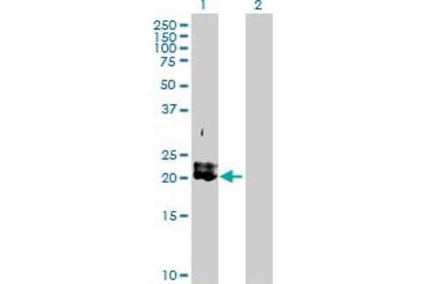 PDGFA antibody  (AA 1-211)