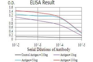 Black line: Control Antigen (100 ng), Purple line: Antigen(10 ng), Blue line: Antigen (50 ng), Red line: Antigen (100 ng), (HDAC2 Antikörper  (AA 217-327))