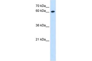Western Blotting (WB) image for anti-Zinc Finger Protein 169 (ZNF169) antibody (ABIN2463097) (ZNF169 Antikörper)