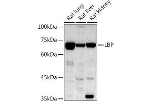 Western blot analysis of extracts of various cell lines, using LBP antibody (ABIN7268285) at 1:1000 dilution. (LBP Antikörper)