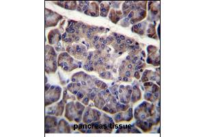 PDCD1LG2 Antibody (N-term) (ABIN656243 and ABIN2845559) immunohistochemistry analysis in formalin fixed and paraffin embedded human pancreas tissue followed by peroxidase conjugation of the secondary antibody and DAB staining. (PDCD1LG2 Antikörper  (N-Term))